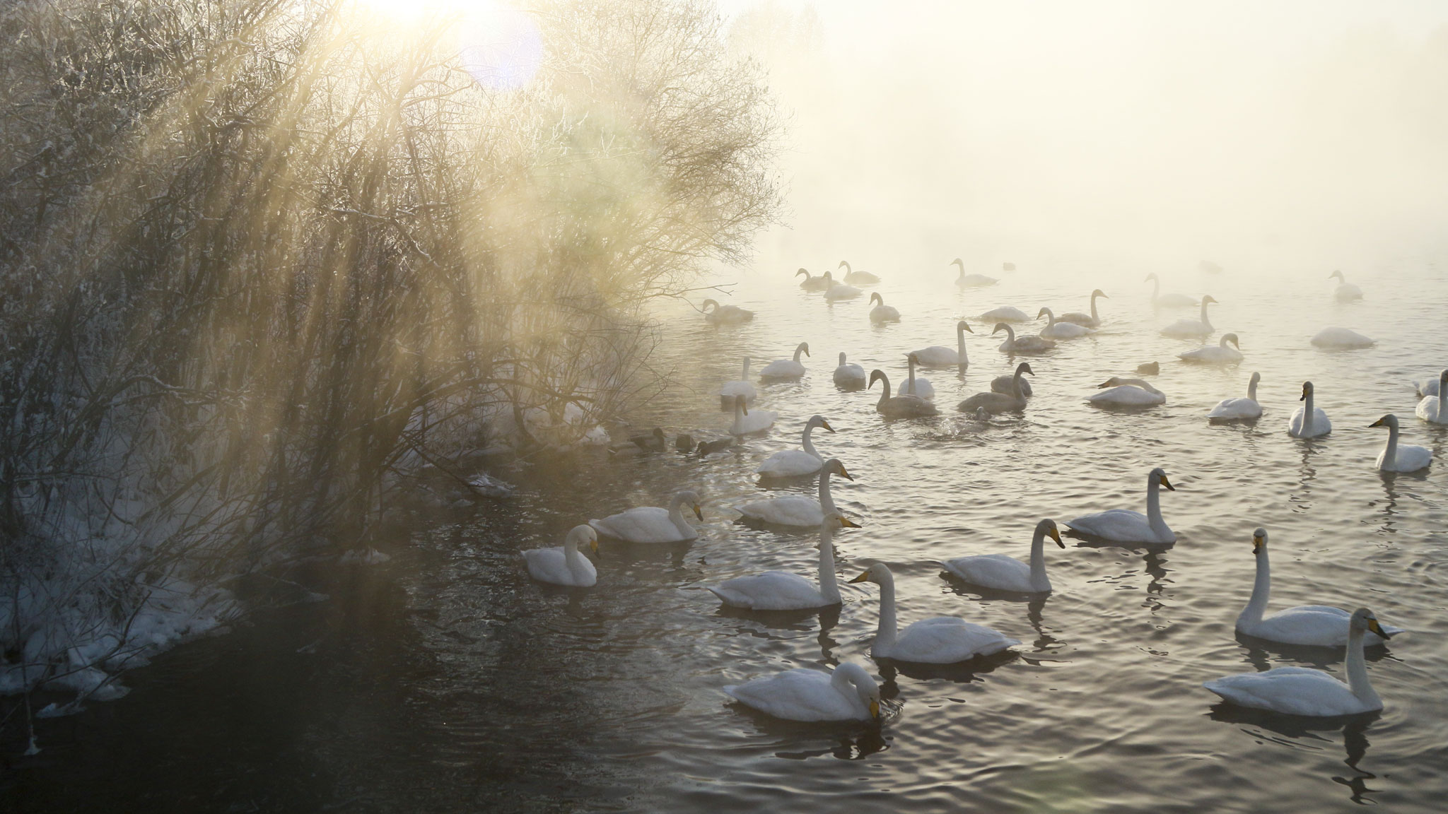 Лебединое озеро